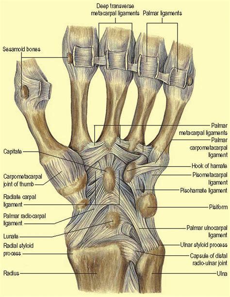 (i) Anatomy of the carpus and surgical approaches - Orthopaedics and Trauma