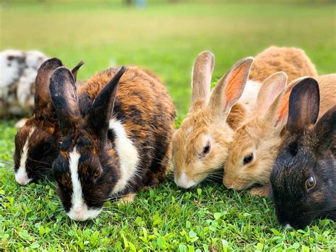 best pet rabbit breeds