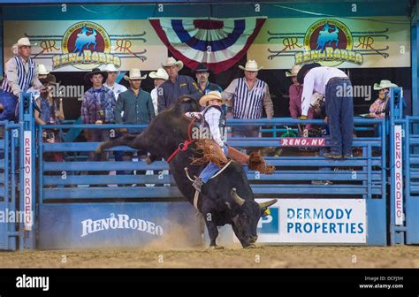 Cowboy Participant in a Bull riding Competition at the Reno Rodeo Stock ...