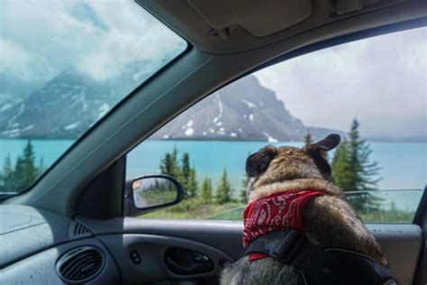 The Ultimate Pet Friendly Guide To Banff National Park