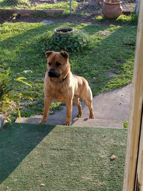 German Shepherd/Shar Pei Mix, 1.75 yo. : r/sharpei