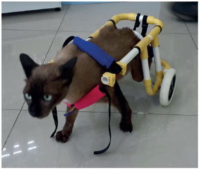 Diy Cat Wheelchair - Do It Your Self