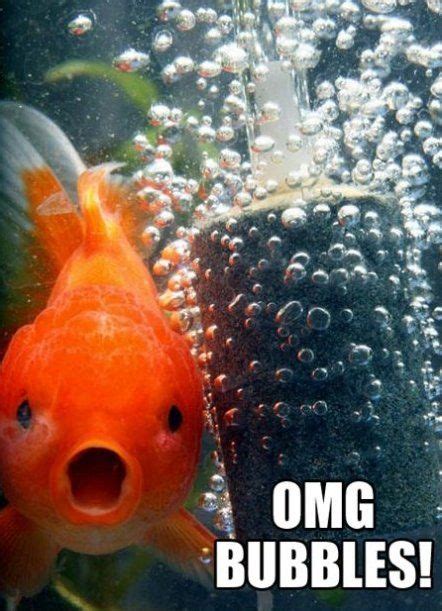 Goldfish MEME | Funny cute, Funny, Funny animals