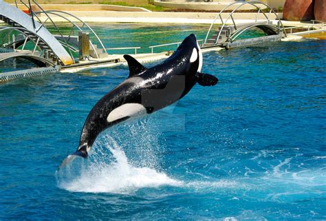 jumping orca III by Butterflieger on DeviantArt