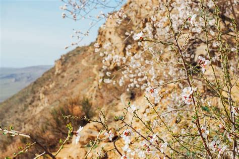 15+ Places to See Wildflowers in Georgia (the Caucasus)