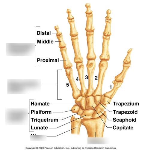 Hand Bones Diagram | Quizlet