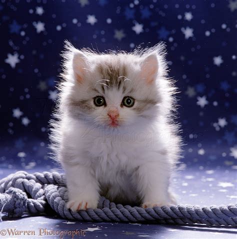 Cute fluffy silver-and-white kitten photo WP15529