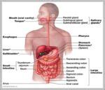 Human Body With Organs Labeled Image | Anatomy System - Human Body Anatomy diagram and chart images