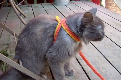 Crochet A Cat Harness Leash — CraftBits.com