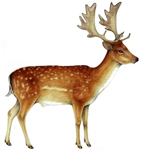 Fallow deer Dama dama - Lizzie Harper