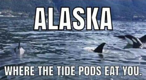 Alaska Memes That Will Make You Never Want to Leave | Alaska, Memes, Alaska pictures