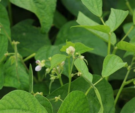 Green bean companion plants