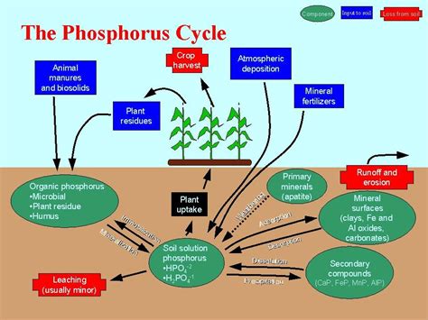 Phosphorus Cycle | Wetland Science and Practice | Pinterest | Environmental science, College ...