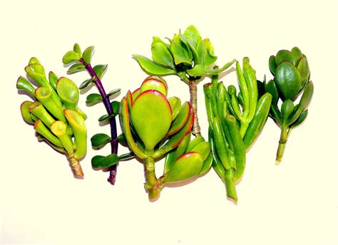 Jade Plant Cuttings Assorted Jade Plant Succulent Jade - Etsy