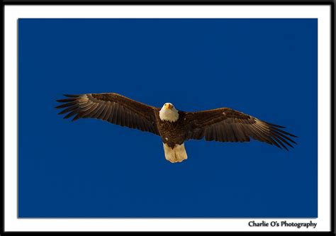 Raptors Birds of Prey - Wildlife & Landscape Photos: - Charlie O's ...