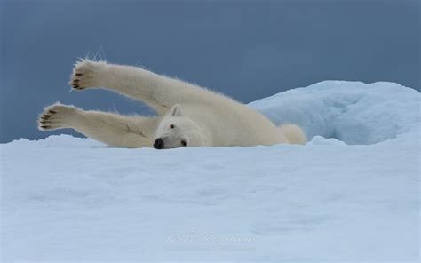 Polar bear stretching on the iceberg along Spitsbergen coast. Svalbard, Norway. - Polar-Bears ...