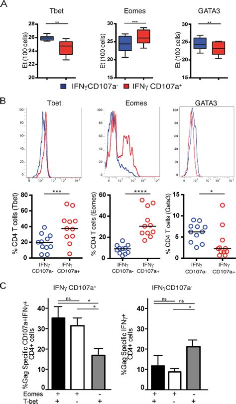 The cytolytic CD4 T cell program is associated with T-box transcription ...