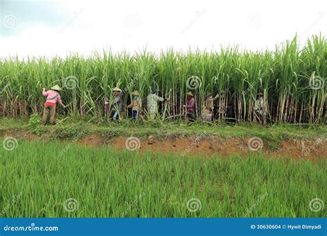 Farmers Harvesting on Sugarcane Field Editorial Stock Image - Image of ...