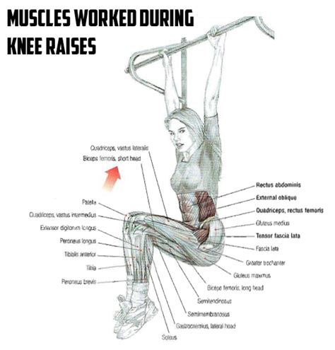 Muscles Worked During Knee Raises - Healthy Fitness Workout Abs - FITNESS HASHTAG Men’s Fitness ...