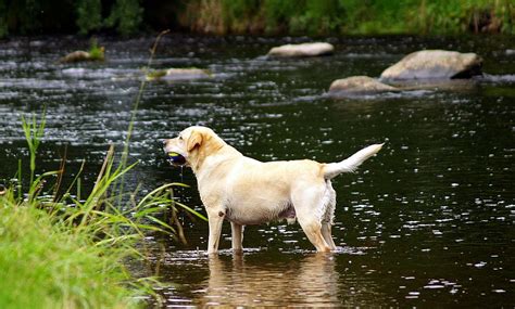 New Images Reflect: Dogs Play In Water