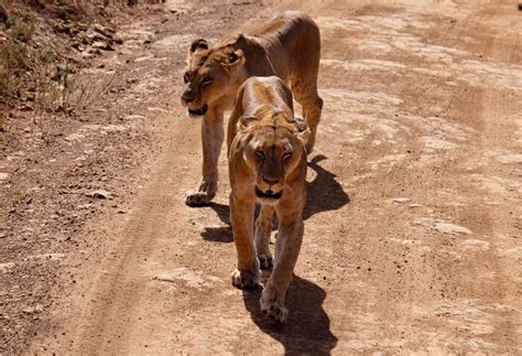 Nairobi National Park Safari Experience – Safariport Kenya