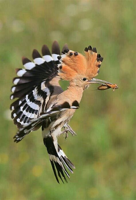 Rare seabird species|| Beautiful birds of prey|| Endangered songbirds | Pet birds, Beautiful ...