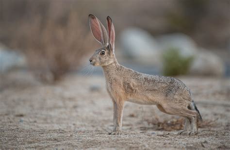 Black Tailed Jackrabbit | Sean Crane Photography