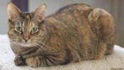 Torbie (Tortoiseshell Tabby) Cat Facts with Pictures