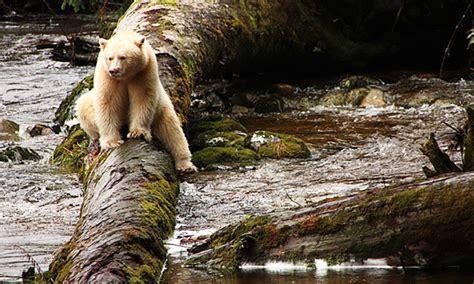 Great Bear Landmark Agreement Protects World’s Largest Temperate Rainforest - EcoWatch