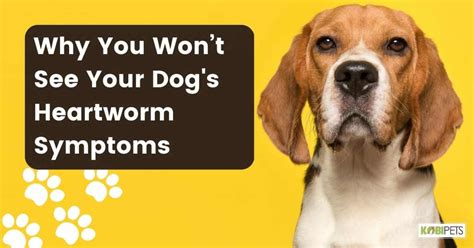 Why You Won’t See Your Dog's Heartworm Symptoms - Kobi Pets