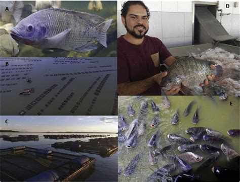 Tilapia farming in Brazil: A) Nile tilapia (Oreochromis niloticus); B)... | Download Scientific ...