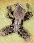 9 Poisonous Spiders in Illinois ideas | poisonous spiders, spider, species