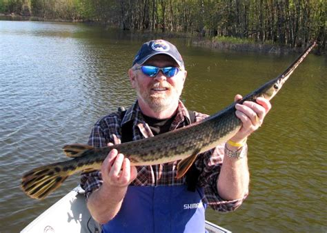 Long Nose Gar(pictures) - Fishing Pictures - Lake Ontario United - Lake Ontario's Largest ...