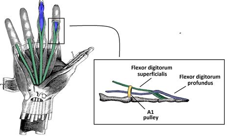 The Flexor Pulley System of the Hand - Annular - Cruciate - Oblique - TeachMeAnatomy