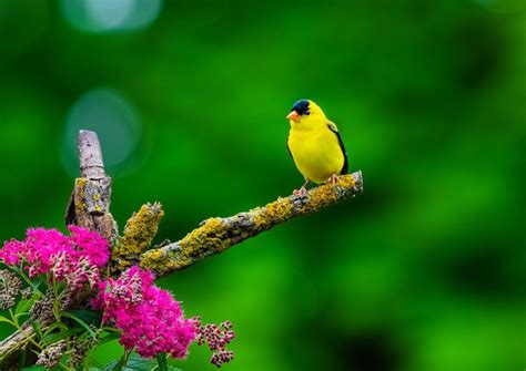 20 Super Pretty Pictures of Finches - Birds and Blooms