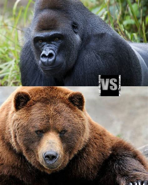 Gorilla vs Grizzly Bear by 8410 on DeviantArt