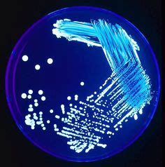 Streak Plate Technique For the Isolation of Microorganism | Culture, Microbiology, Neon signs