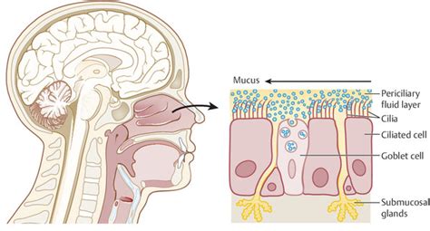 Respiratory Mucosa Diagram