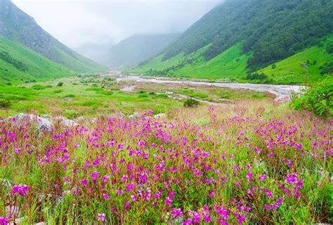 Uttarakhand: Valley of Flowers is now open for tourists | Times of ...