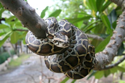 Burmese Python Facts for Kids | Snakes that Swim