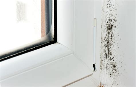 An Introduction to Mold from Water Damage