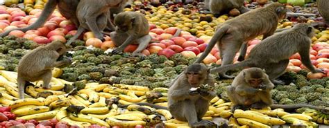 Monkey Buffet Festival 2018 in Lopburi | Thailand