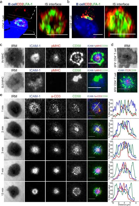 CD2 expression acts as a quantitative checkpoint for immunological synapse structure and T-cell ...