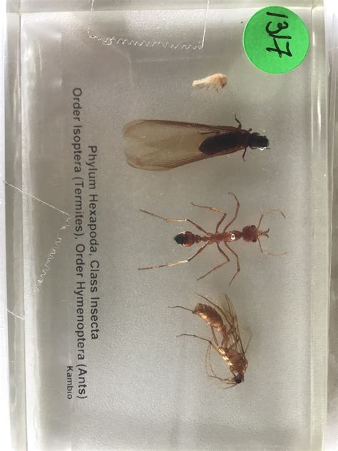 Termite and Ant Comparison - Australian Entomological Supplies