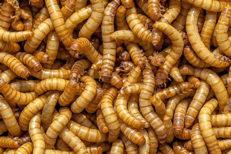 Mealworm Farm Story - Heritage Acres Market LLC