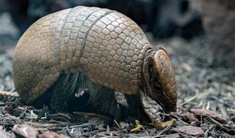 Animales | 10 animales que no sabías que habitaban en Perú | animales ...