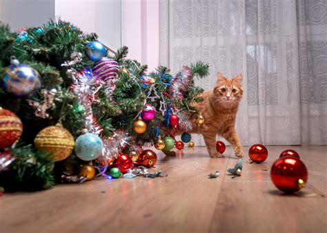 10 Ways to Cat Proof a Christmas Tree - Sharing the Essence of the Holy ...