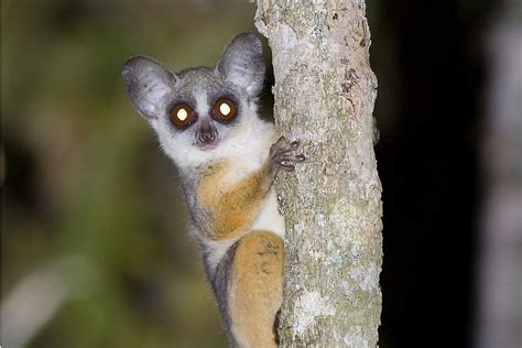 Unique Species Of Africa: Senegal Bushbaby - WorldAtlas