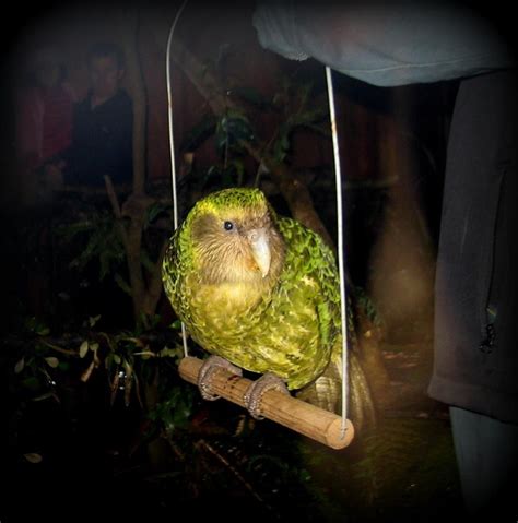 Sirocco | Kakapo, Kakapo parrot, Rare birds