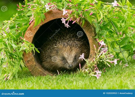 Hedgehog, Wild, Native, European Hedgehog in Natural Garden Habitat with Colourful Summer ...